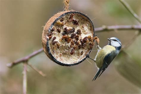 Nourrir Les Oiseaux En Hiver Avec Quoi Quand Et Comment Bird