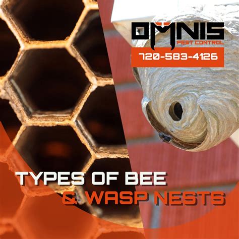 Types Of Bees And Wasps Nests Omnis Pest Control