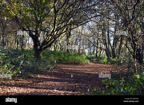 Newlands corner near Guildford Surrey Stock Photo - Alamy