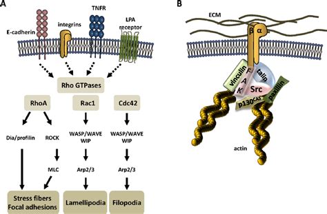 Signal Transduction Pathways Involved In The Regulation Of The Actin