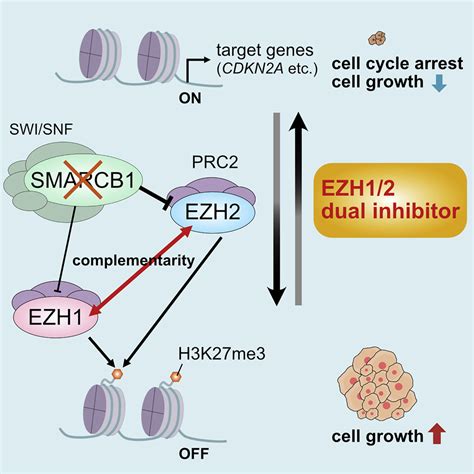 Dual Targeting Of Ezh1 And Ezh2 For The Treatment Of Malignant Rhabdoid