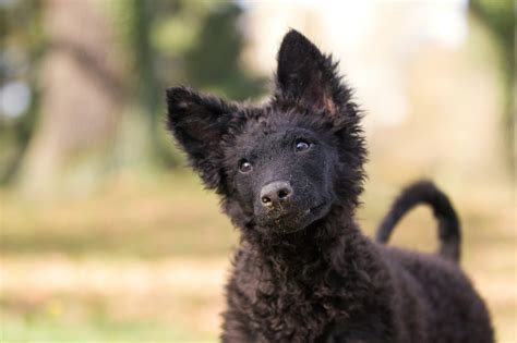 ムーディー性格寿命値段などまとめ 犬の種類図鑑