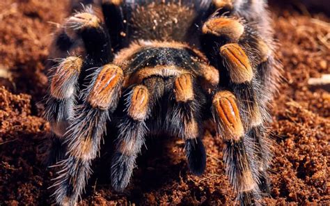 Curly Hair Tarantula Care And Faq The Spider Blog