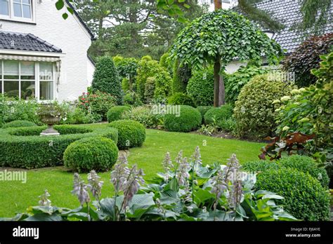 Scotch elm, Wych elm (Ulmus glabra 'Camperdownii', Ulmus glabra ... 