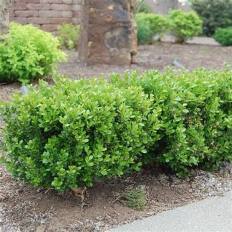 Green Gem Boxwood Buxus X Green Gem A Compact And Evergreen Shrub