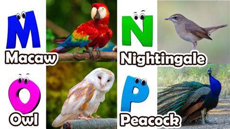 Birds Alphabet Song For Kids Birds Abc Song Phonics For Kids Baby