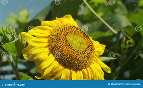 Bee Collecting Sunflower Nectar Flying Honey Bee Covered With Pollen