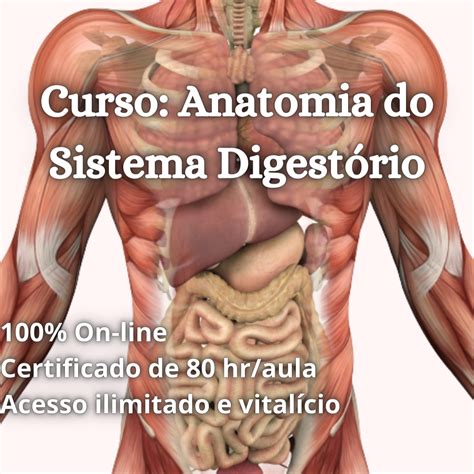 Curso De Anatomia E Fisiologia Do Sistema Digestório Felipe Barros