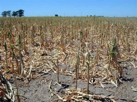 Declararon La Emergencia Agropecuaria Por Sequía En 13 Departamentos De