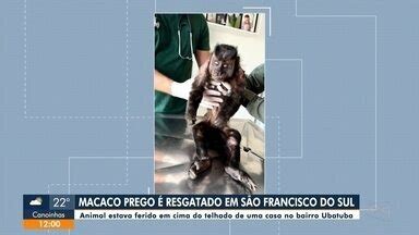 Jornal do Almoço Joinville Macaco prego é resgatado em São