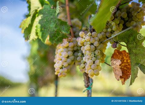 Uvas Brancas Que Pendem De Videira Verde Luxuosa Fundo De Vinhas