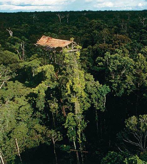 forestal maderas arquitectura y biomasa Casas en los árboles