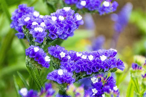 Statice Flower Plants