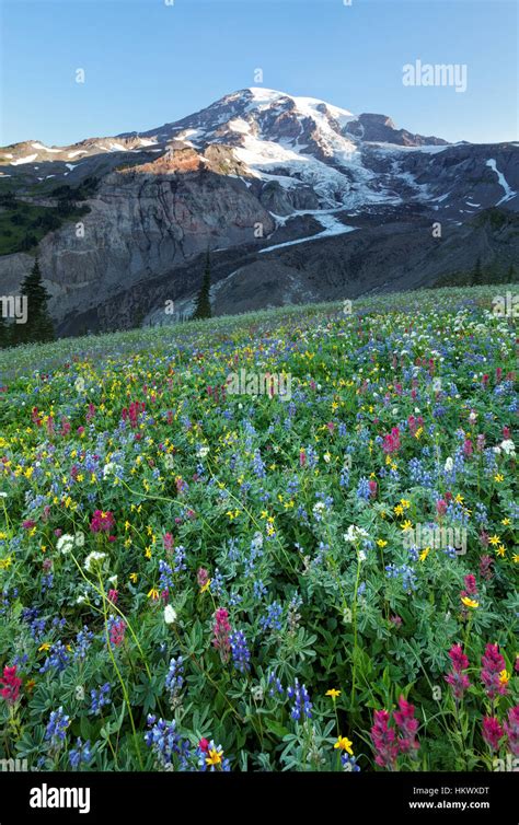 Mount Rainier And Subalpine Wildflower Meadow Paradise Mount Rainier