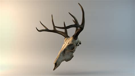 Artstation Deer Skull