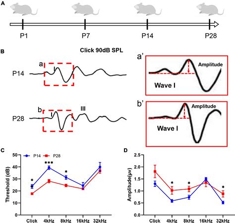 Frontiers Autophagy Mediated Synaptic Refinement And Auditory Neural