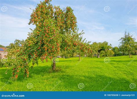 Fruit Trees In An Orchard In Sunlight In Autumn Stock Photo Image Of