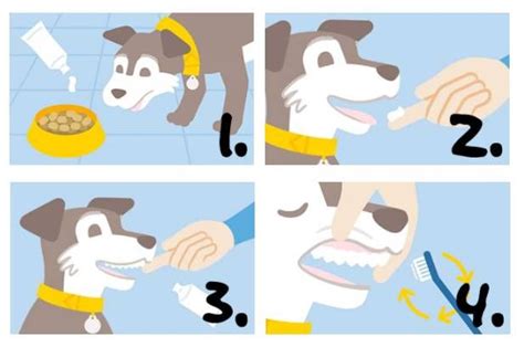 6 Unconventional Ways To Sparkle Your Dog's Smile With Baking Soda
