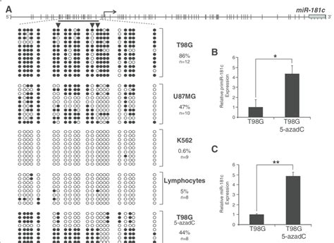 Dna Methylation Of The Mir C Promoter Region A Scheme Of The