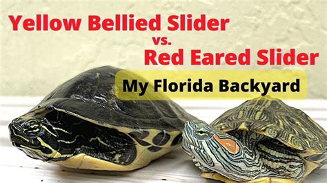 Difference Between Red Eared Slider And Yellow Belly Slider Turtlelife