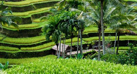 Berikut Daftar Ladang Sawah Terindah di Indonesia – Fispol