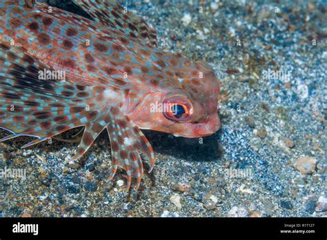 Oriental Flying Gurnard Hi Res Stock Photography And Images Alamy