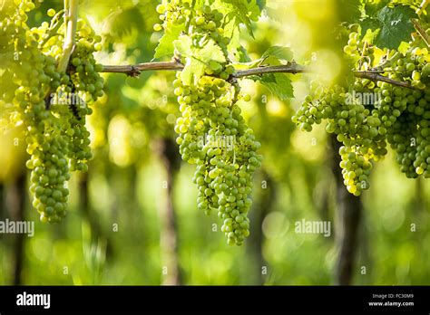 Grapes (Vitis vinifera Stock Photo - Alamy