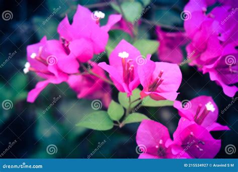 Bougainvillea Flowers With Green Leaves And Sun Rays Stock Image