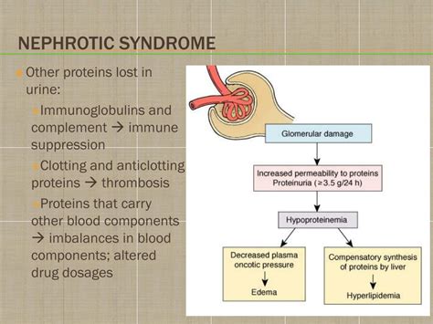 Ppt Chapter 25 Disorders Of Renal Function Powerpoint Presentation