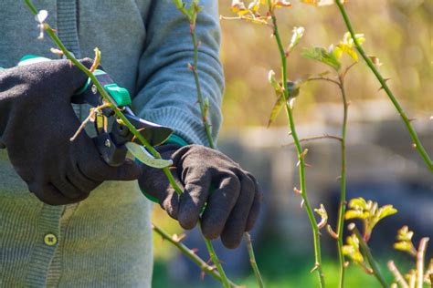 Pruning Blueberries How And When For Best Results