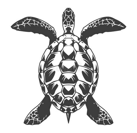 Sea Turtle Top View Clipart