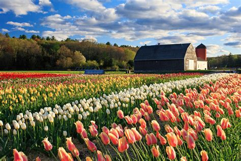 Tulip Flower Farm Rhode Island Best Flower Site