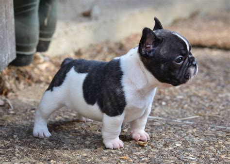 french bulldog temperament lifespan shedding puppy