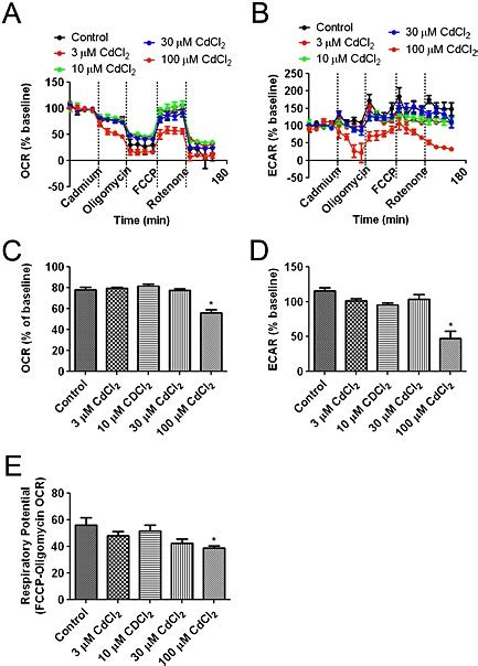 Acute Effects Of CdCl2 On OCR And ECAR The Effect Of CdCl2 On HT 22