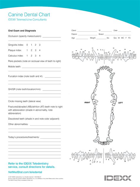 Canine Dental Chart Template