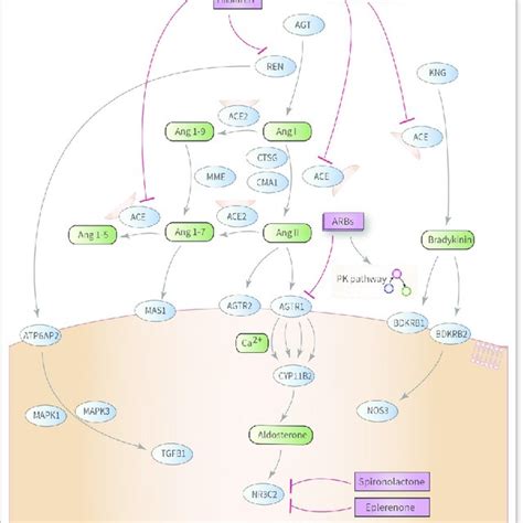 Figure. Agents acting on the renin–angiotensin system pathway... | Download Scientific Diagram