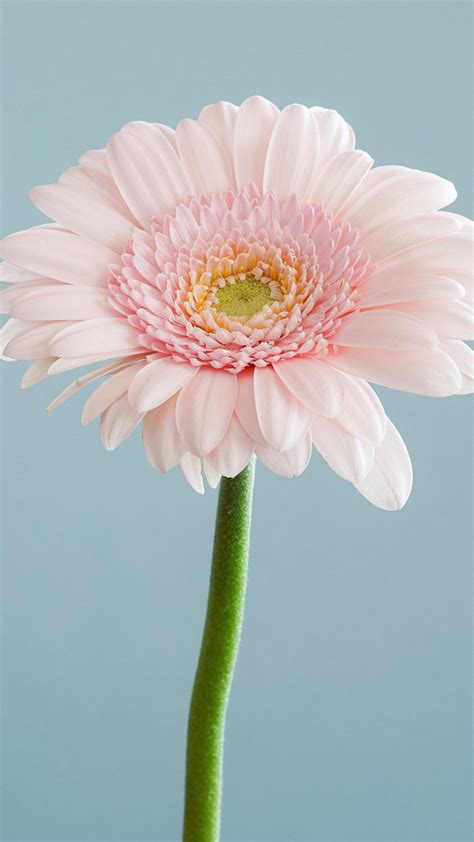 Pink Daisy Iphone Wallpaper