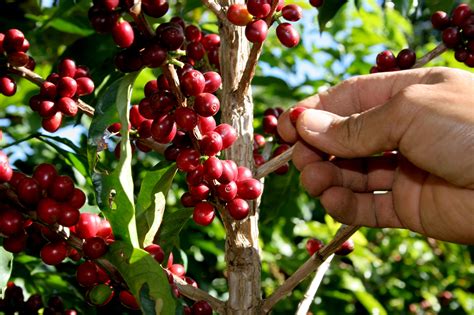 Colheita de café antecipada em SP deve elevar a produção