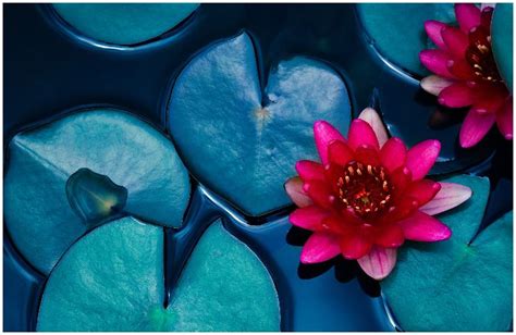 What Does The Lotus Flower Represent Buddhism | Best Flower Site