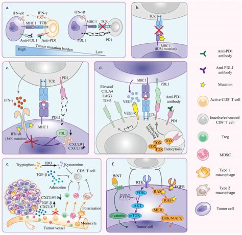 Frontiers Resistance Mechanisms Of Anti PD1 PDL1 Therapy In Solid Tumors