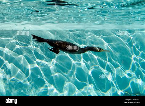 Cormorant Diving Phalacrocorax Carbo Bird Swimming Dive Underwater