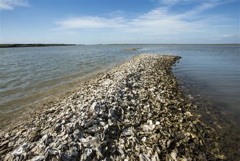 Reef restoration projects aim to bolster record-low oyster population ...