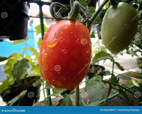 Tomato Plant Fruit Vegetable Stock Image - Image of plant, fruit: 250264853