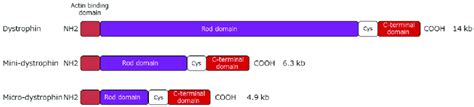 Structure Of Mini And Microdystrophins And Utrophin Minidystrophin Is