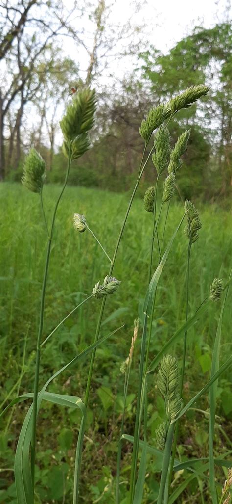 Orchard Grass Seed