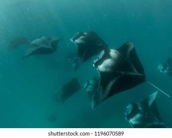 Manta Ray Swimming Large Group Stock Photo 1196070589 | Shutterstock