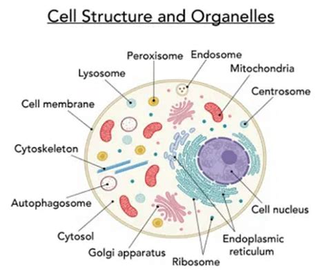 Cell Types And Characteristics Cell Theory