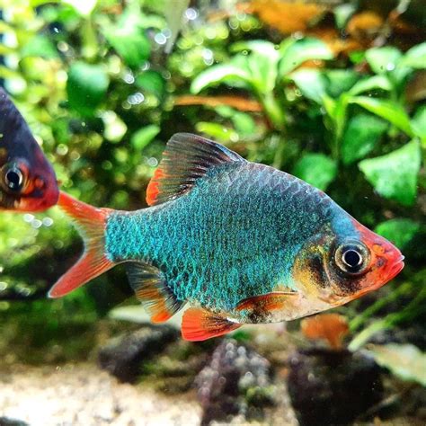 Jual Ikan Hias Aquascape Green Tiger Sumatra Hijau Barb Shopee Indonesia