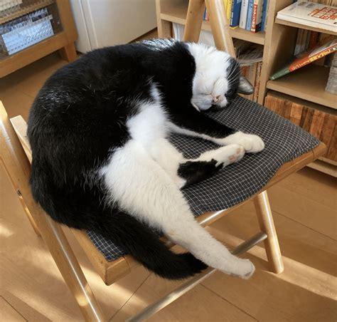 猫は寝るのが仕事ニャ💤｜緑木コータ