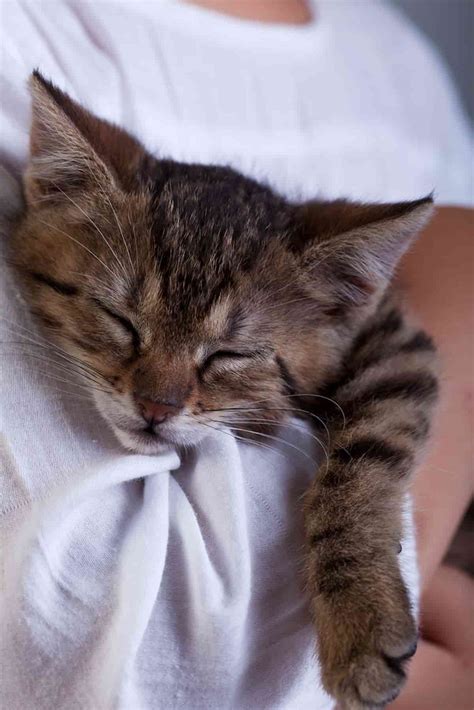 What Does A Distemper Shot Do For A Cat – FAQcats.com